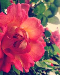 Close-up of flower blooming outdoors