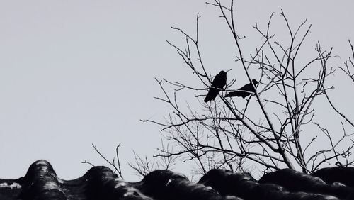 Low angle view of bird perching on tree