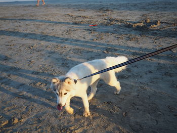 Dog on beach
