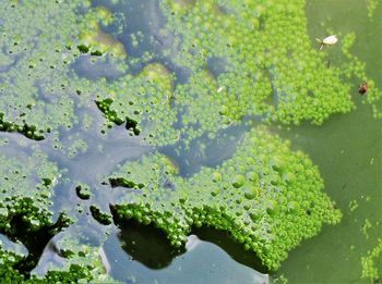 High angle view of leaves in water