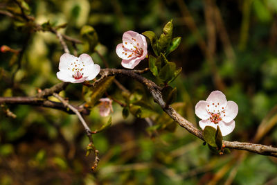 Close-up of white flowers blooming on tree