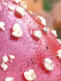 Close-up of pink flower