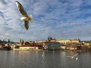 Charles bridge and prague castle