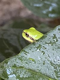 High angle view of frog on leaf