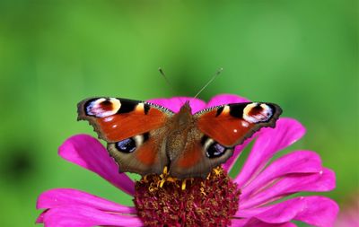 Close-up of butterfly pollinating on pink flower