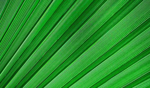 Palm leaf structure, concept for background or screensaver for advertising eco products