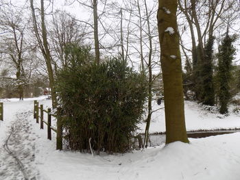 Trees on snow covered landscape