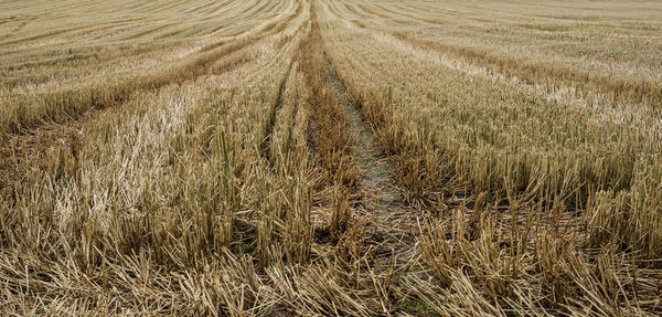 View of wheat field