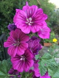 Close-up of pink flowering plant