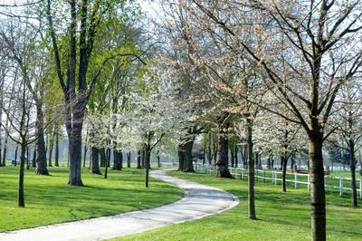 Trees in park