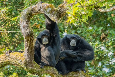 Monkey sitting in a forest