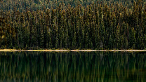 Pine trees reflecting in lake