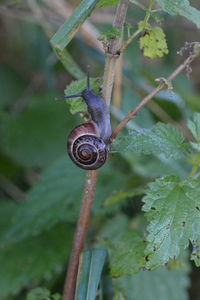 Close-up of snail on plant