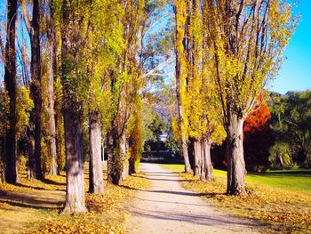 Footpath passing through forest