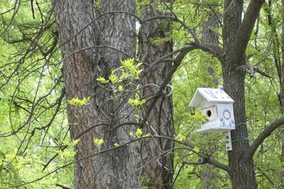 Close-up of birdhouse on tree trunk in forest