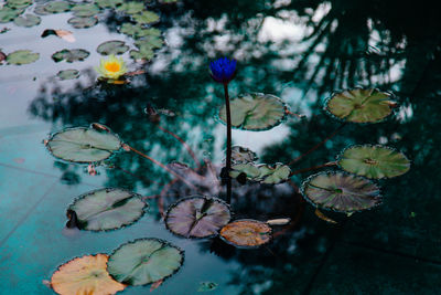 Lotus floating on pond
