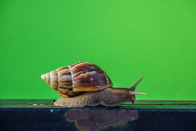 Close-up of snail on green leaf