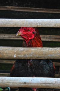 Rooster in the coop