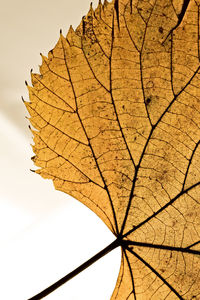 Low angle view of dried autumn leaf against sky