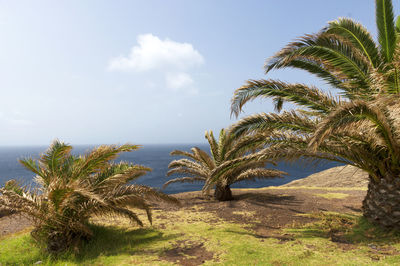 Palm trees growing on field by sea against sky