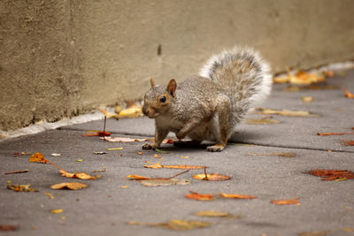 Close-up of squirrel on the road