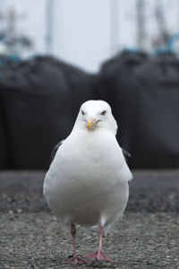 Close-up of seagull perching outdoors