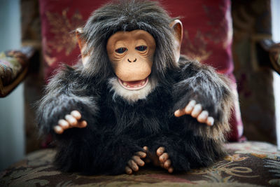 Close-up portrait of black primate doll