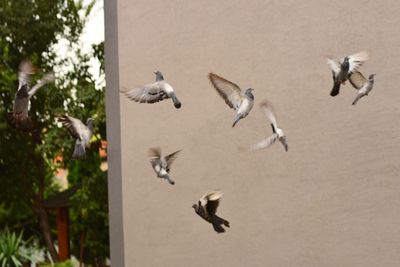 Birds flying against trees