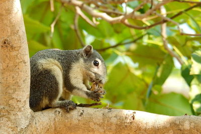 Close-up of squirrel on tree