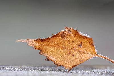 Close-up of dry leaf against white background