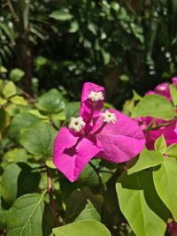 Close-up of butterfly on pink flower