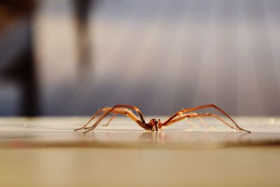 Close-up of spider