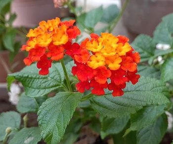 Close-up of red flowering plants