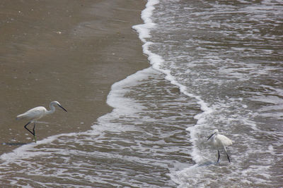 Bird perching on beach