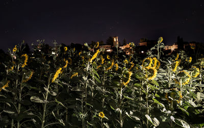 Scenic view of illuminated field against sky at night