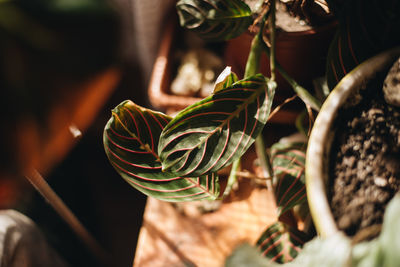 Close-up of succulent plant