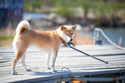 Young red dog shiba inu in a red collar is standing on a wooden pier on the background of the river.