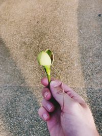 Close-up of hand holding small plant