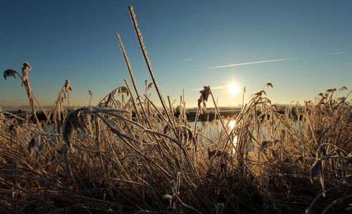 Grass on field against sky during sunset