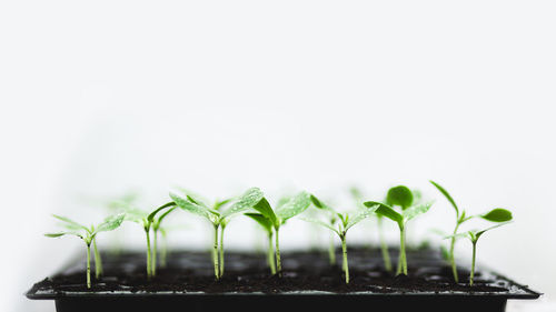 Close-up of potted plants against white background