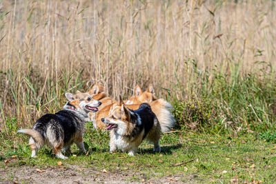 Several welsh corgi dogs play on the beach by the lake on a sunny day