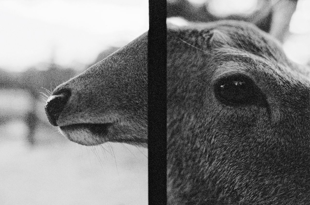 CLOSE-UP OF HORSE IN PEN