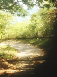 Dirt road amidst trees in forest against sky