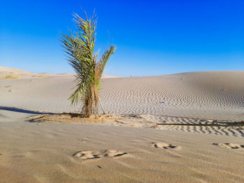 Plant on sand dune against clear sky