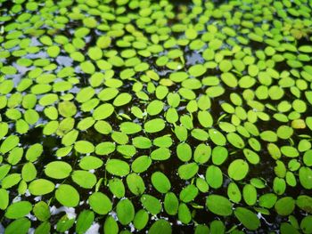 Full frame shot of leaves floating on water