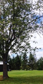 Trees on grass against sky