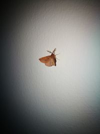 Close-up of insect on wall