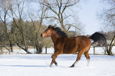 Beautiful brown mare running in wintry landscape