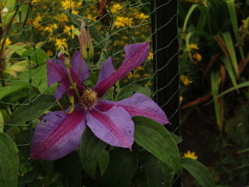 Close-up of pink flowering plant