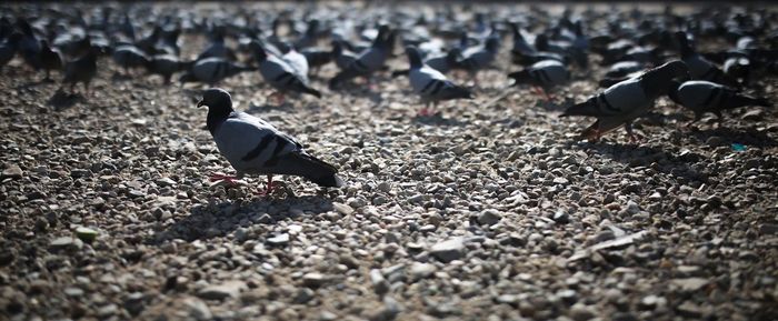 Pigeons perching on a field